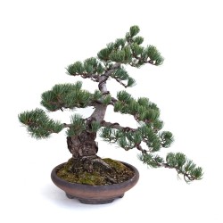 Achat Bonsai Pinus Pentaphylla, Pin blanc du Japon 40 cm PP260303MB