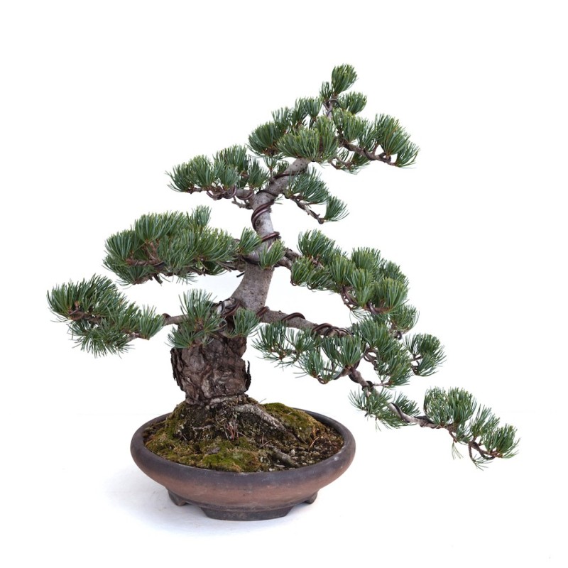 Achat Bonsai Pinus Pentaphylla, Pin blanc du Japon 40 cm PP260303MB