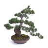 Achat Bonsai Pinus Pentaphylla, Pin blanc du Japon 40 cm PP260303MB