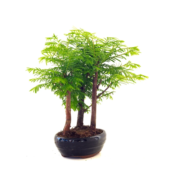 Acheter Bonsai en ligne Forêt de Séquoia (Metasequoia) 27 cm Sankaly Bonsai