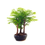 Acheter Bonsai en ligne Forêt de Séquoia (Metasequoia) 27 cm Sankaly Bonsai