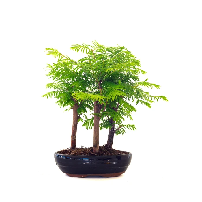 Achat Bonsai en ligne Forêt de Séquoia (Metasequoia) 27 cm Sankaly Bonsai