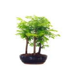 Achat Bonsai en ligne Forêt de Séquoia (Metasequoia) 27 cm Sankaly Bonsai