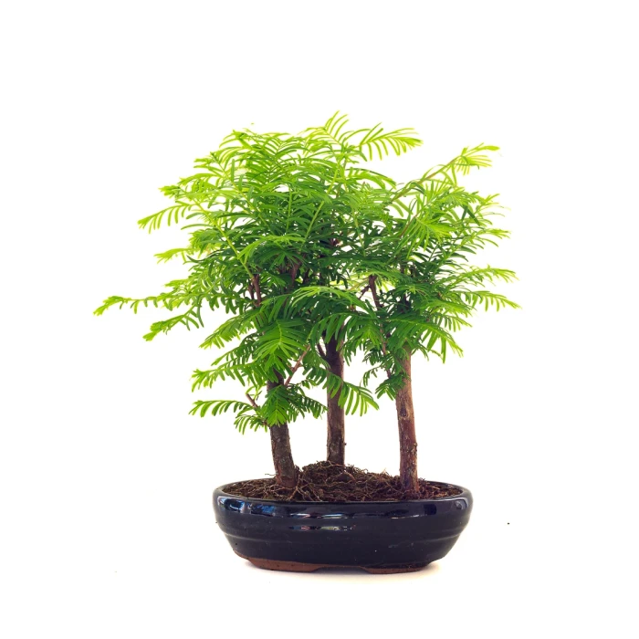 Vente de Bonsai en ligne Forêt de Séquoia (Metasequoia) 27 cm Sankaly Bonsai
