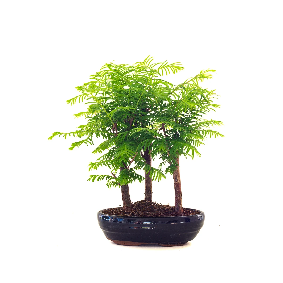 Vente de Bonsai en ligne Forêt de Séquoia (Metasequoia) 27 cm Sankaly Bonsai