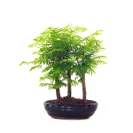 Vente de Bonsai en ligne Forêt de Séquoia (Metasequoia) 27 cm Sankaly Bonsai