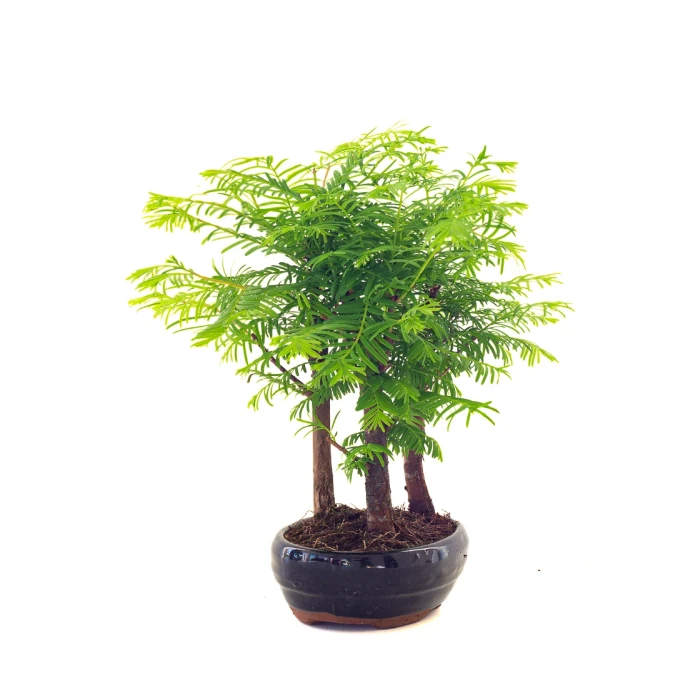 Vente de Bonsai pas cher en ligne Forêt de Séquoia (Metasequoia) 27 cm Sankaly Bonsai