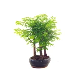 Vente de Bonsai pas cher en ligne Forêt de Séquoia (Metasequoia) 27 cm Sankaly Bonsai