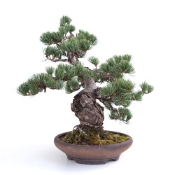 Vente Bonsai Pinus Pentaphylla, Pin blanc du Japon 40 cm PP260303MB