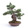Vente Bonsai Pinus Pentaphylla, Pin blanc du Japon 40 cm PP260303MB