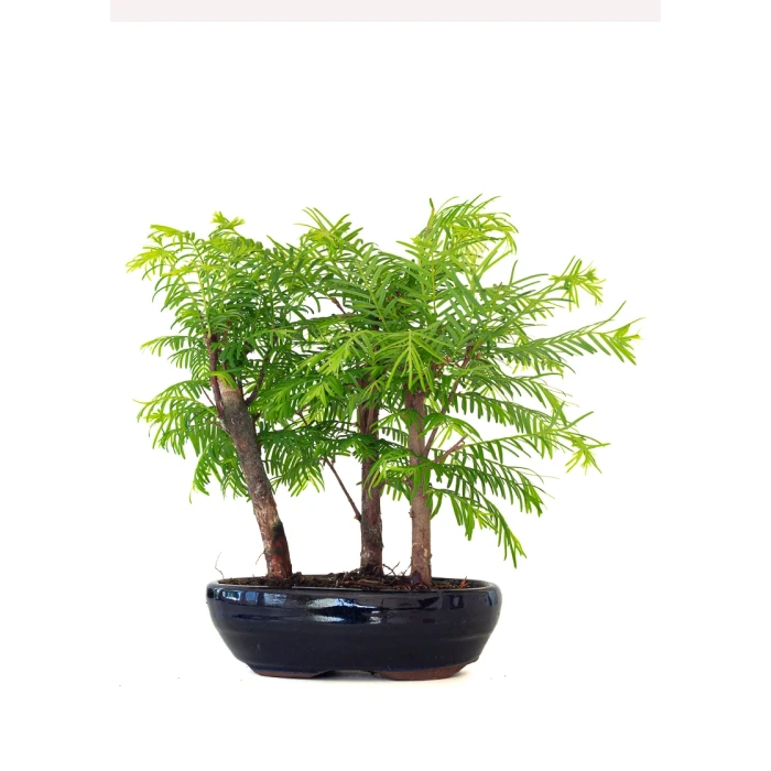 Achat Bonsai en ligne Forêt de Séquoia (Metasequoia) 29 cm Sankaly Bonsai