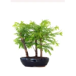 Achat Bonsai en ligne Forêt de Séquoia (Metasequoia) 29 cm Sankaly Bonsai