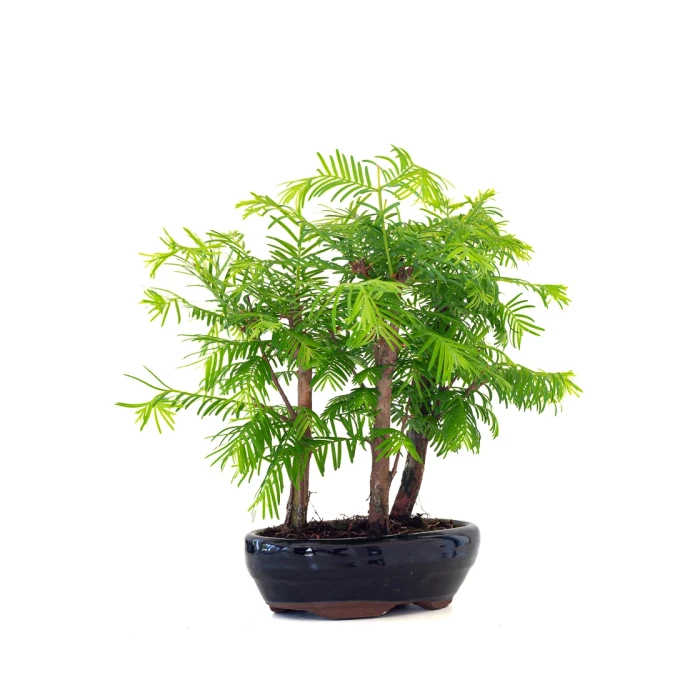 Vente de Bonsai en ligne Forêt de Séquoia (Metasequoia) 29 cm Sankaly Bonsai