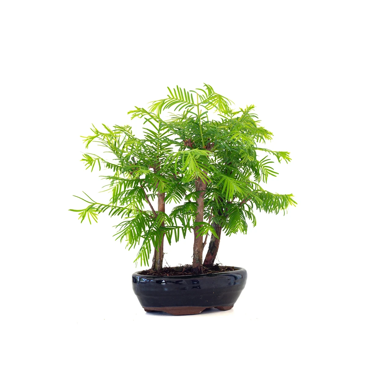 Vente de Bonsai en ligne Forêt de Séquoia (Metasequoia) 29 cm Sankaly Bonsai