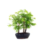 Vente de Bonsai en ligne Forêt de Séquoia (Metasequoia) 29 cm Sankaly Bonsai