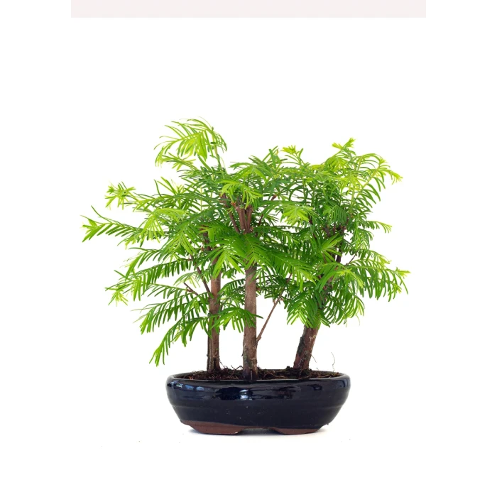 Acheter Bonsai en ligne Forêt de Séquoia (Metasequoia) 29 cm Sankaly Bonsai