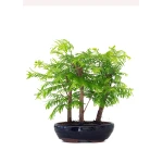 Acheter Bonsai en ligne Forêt de Séquoia (Metasequoia) 29 cm Sankaly Bonsai