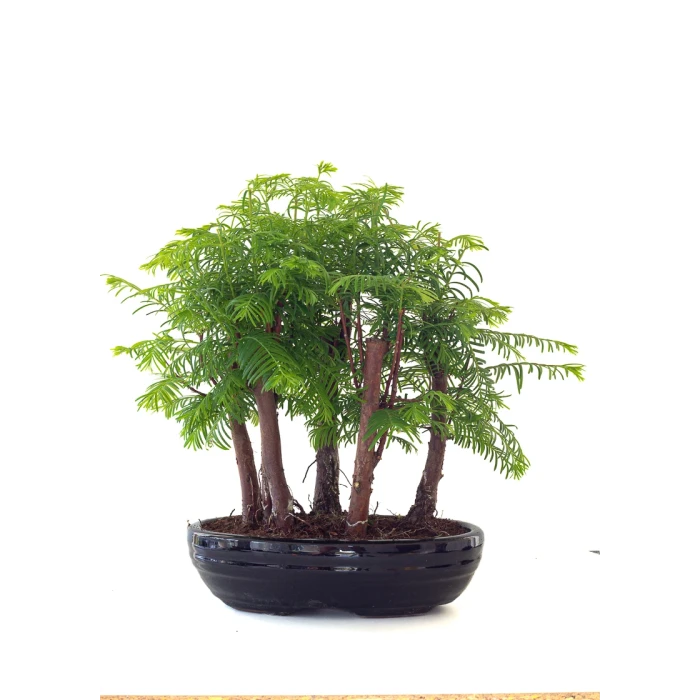 Achat Bonsai en ligne Forêt de Séquoia (Metasequoia) 35 cm Sankaly Bonsai SEQ260505MIT