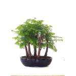 Achat Bonsai en ligne Forêt de Séquoia (Metasequoia) 35 cm Sankaly Bonsai SEQ260505MIT