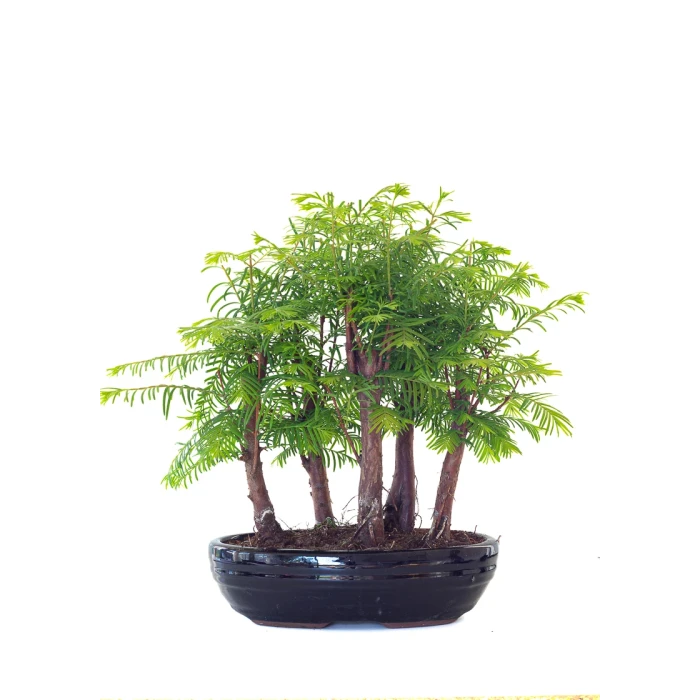 Vente de Bonsai en ligne Forêt de Séquoia (Metasequoia) 35 cm Sankaly Bonsai SEQ260505MIT