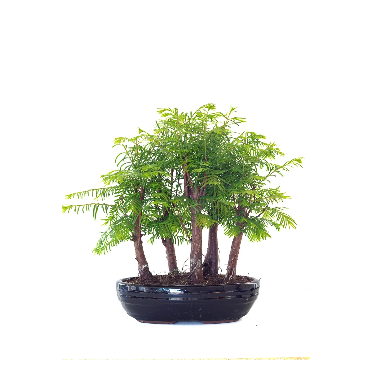Vente de Bonsai en ligne Forêt de Séquoia (Metasequoia) 35 cm Sankaly Bonsai SEQ260505MIT