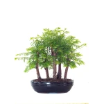 Vente de Bonsai en ligne Forêt de Séquoia (Metasequoia) 35 cm Sankaly Bonsai SEQ260505MIT