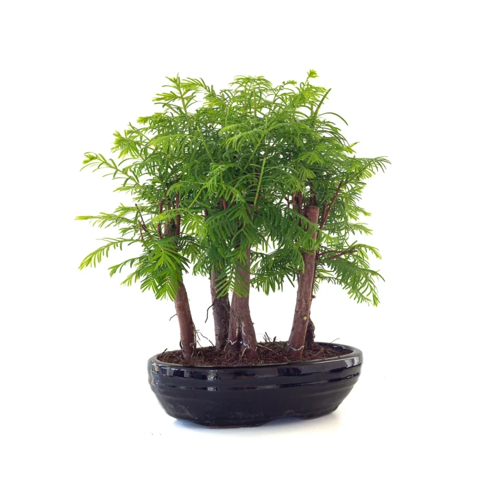 Acheter Bonsai en ligne Forêt de Séquoia (Metasequoia) 35 cm Sankaly Bonsai SEQ260505MIT