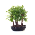 Acheter Bonsai en ligne Forêt de Séquoia (Metasequoia) 35 cm Sankaly Bonsai SEQ260505MIT