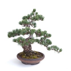Acheter Bonsai Pinus Pentaphylla, Pin blanc du Japon 40 cm PP260303MB