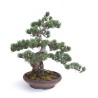 Acheter Bonsai Pinus Pentaphylla, Pin blanc du Japon 40 cm PP260303MB