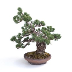 Achat Bonsai en ligne Pinus Pentaphylla, Pin blanc du Japon 40 cm PP260303MB