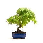 Achat Bonsai Acer Palmatum Erable palmé du Japon 26 cm Sankaly Bonsai
