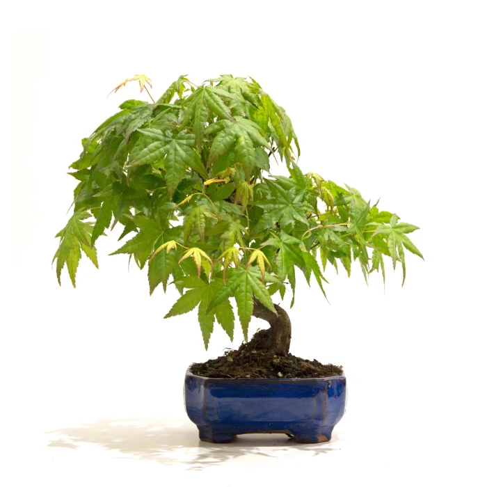 Acheter Bonsai Acer Palmatum Erable palmé du Japon 26 cm Sankaly Bonsai