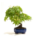 Acheter Bonsai Acer Palmatum Erable palmé du Japon 26 cm Sankaly Bonsai