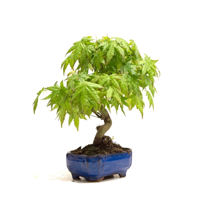 Vente Bonsai Acer Palmatum Erable palmé du Japon 26 cm Sankaly Bonsai