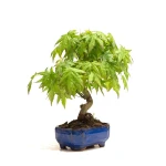 Vente Bonsai Acer Palmatum Erable palmé du Japon 26 cm Sankaly Bonsai