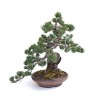 Vente en ligne Bonsai Pinus Pentaphylla, Pin blanc du Japon 40 cm PP260303MB