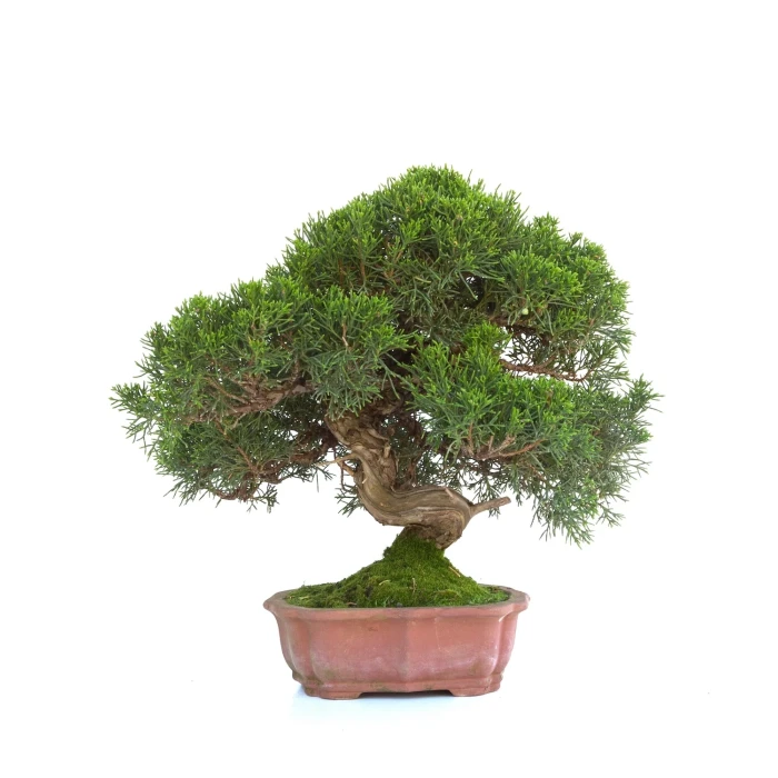 Vente de Bonsai en ligne Juniperus Itoigawa 30 cm Sankaly Bonsai
