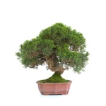Vente de Bonsai en ligne Juniperus Itoigawa 30 cm Sankaly Bonsai