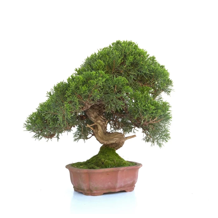 Achat Bonsai en ligne Juniperus Itoigawa 30 cm Sankaly Bonsai
