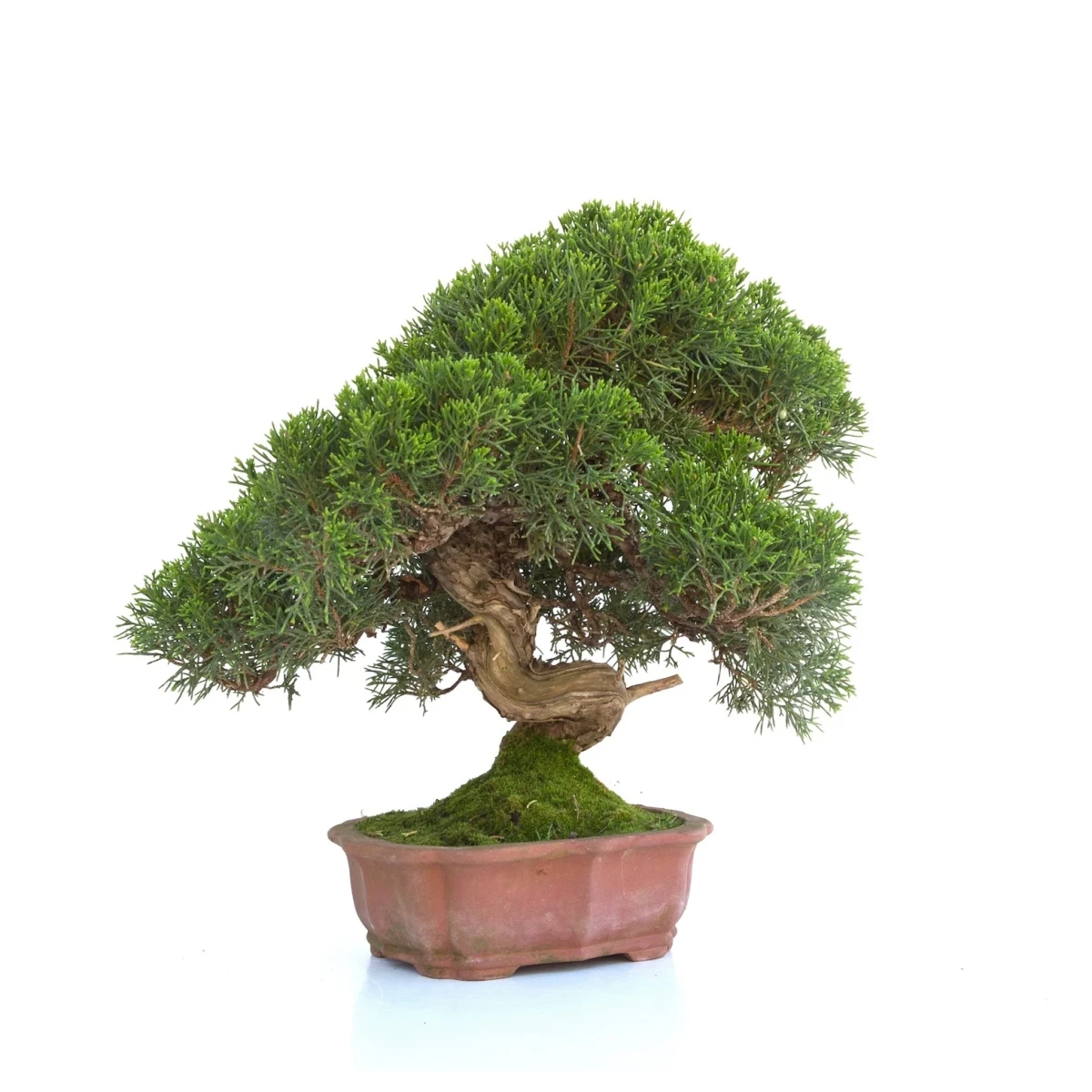 Achat Bonsai en ligne Juniperus Itoigawa 30 cm Sankaly Bonsai