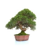 Achat Bonsai en ligne Juniperus Itoigawa 30 cm Sankaly Bonsai