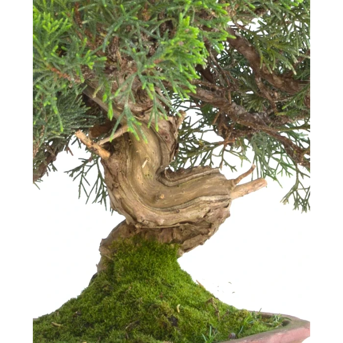 Achater Bonsai Juniperus Itoigawa 30 cm Sankaly Bonsai
