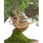 Achater Bonsai Juniperus Itoigawa 30 cm Sankaly Bonsai
