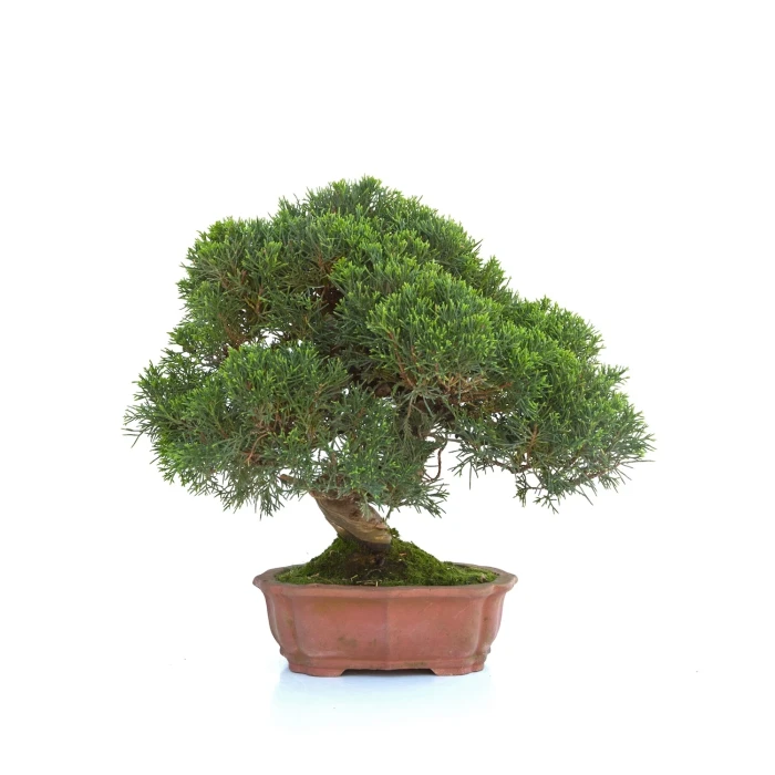Acheter Bonsai en ligne Juniperus Itoigawa 30 cm Sankaly Bonsai