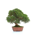 Acheter Bonsai en ligne Juniperus Itoigawa 30 cm Sankaly Bonsai