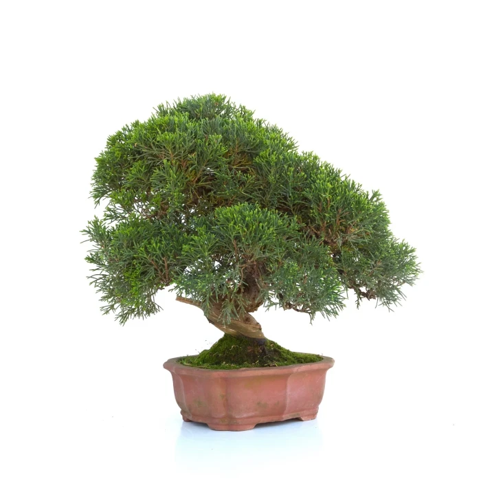 Vente de Bonsai Juniperus Itoigawa 30 cm Sankaly Bonsai