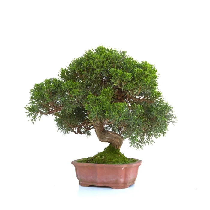 Achat Bonsai Juniperus Itoigawa 30 cm Sankaly Bonsai