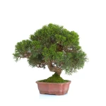 Achat Bonsai Juniperus Itoigawa 30 cm Sankaly Bonsai