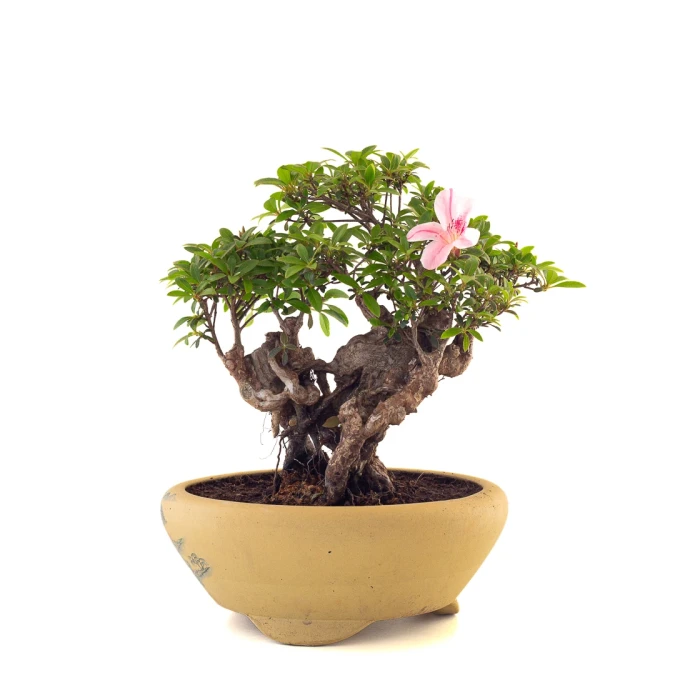Vente de Bonsai en ligne Azalée Indica Shohin Sankaly Bonsai